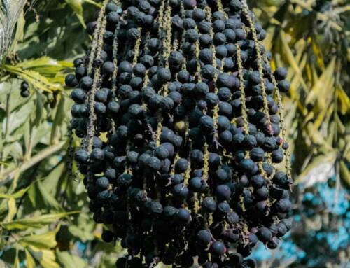 Mythes et vérités sur l’açai