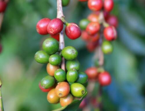 Le changement climatique sur le prix du café