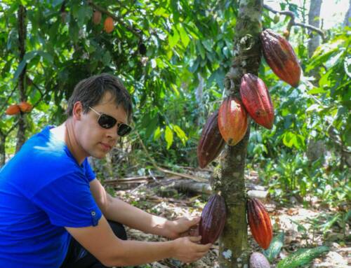 Les agroforêts qui produisent du cacao et de l’açaí