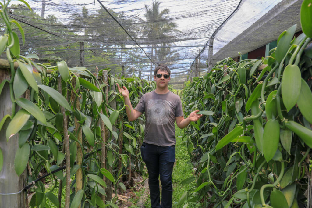 Arnaud Sion dans sa plantation de vanille test