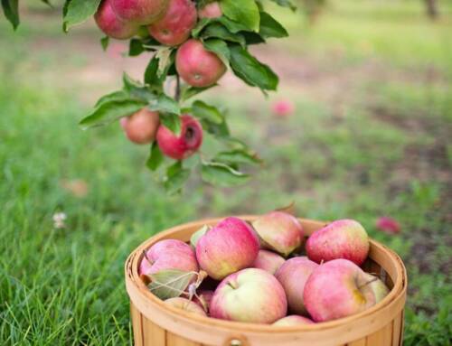 6 Bienfaits Scientifiquement Prouvés des Pommes