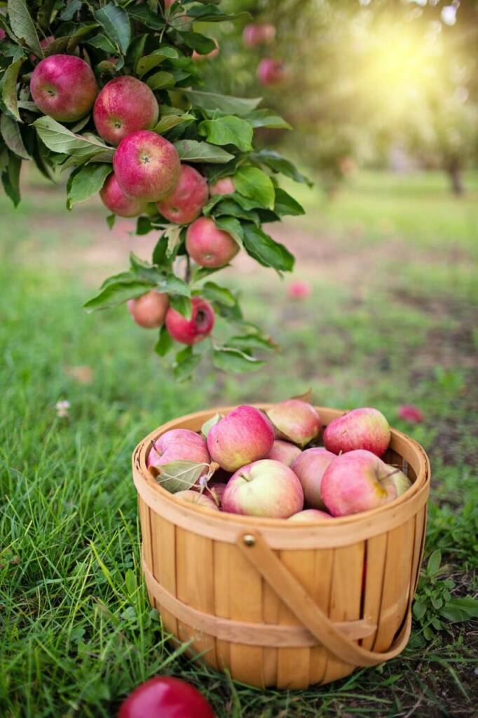 6 Bienfaits Scientifiquement Prouvés des Pommes