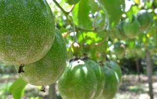 Gingembre et Fruit de la Passion Une Alliance de Saveurs et de Bienfaits