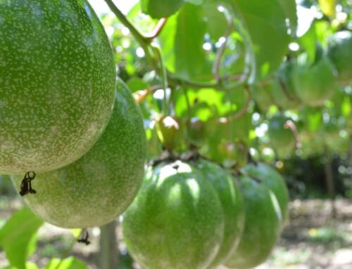 Gingembre et Fruit de la Passion Une Alliance de Saveurs et de Bienfaits