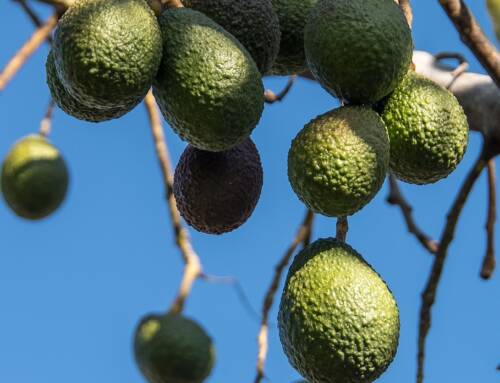 La culture de l’avocat une menace potentielle pour l’environnement