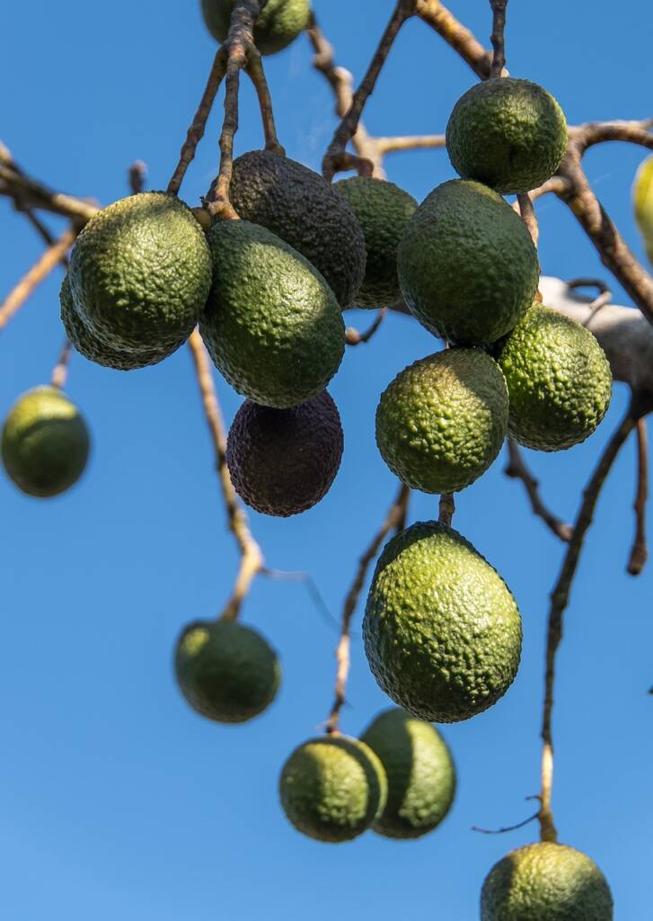 La culture de l'avocat une menace potentielle pour l'environnement