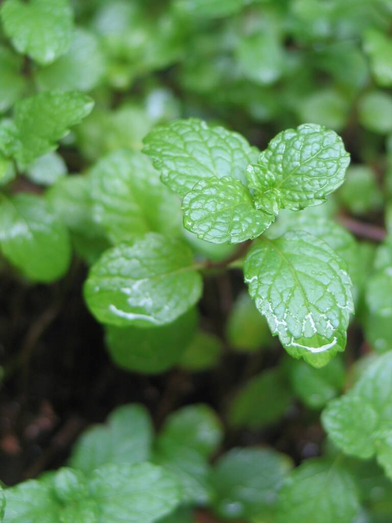 Les Bienfaits du Thé à la Menthe Une Boisson aux Vertus Multiples